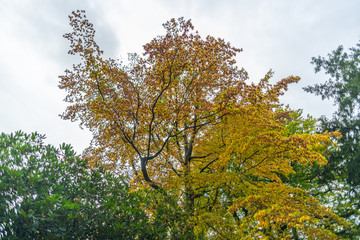 Fototapeta premium The autumn shows his face in the trees and lets the dress of the trees slowly wither and fall