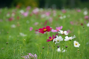 Obraz premium 一面に咲くコスモスのクローズアップ