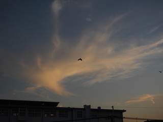 夕焼けの空を飛ぶ鳥と鳥のような雲