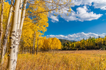 Fall Foliage In Golden Gate State Park, Golden Colorado