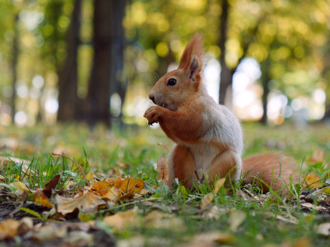 forest squirrel takes food from his hand in a city park. Gomel, Belarus