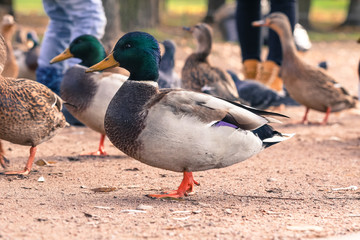 ducks in a city park