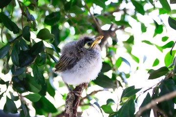 A portrait of a cute baby Noisy Miner Bird on a branch, Brisbane, Australia.
