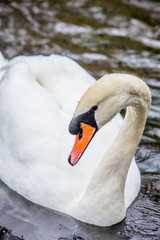 Mute swan (Cygnus olor)