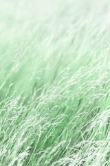 Neo mint plant background. Color trend 2020. Abstract herbs mint color background