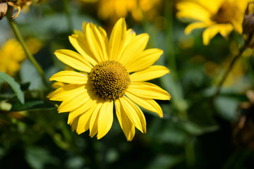 Bright yellow Rudbeckia flower in a summer garden lit by the sun close-up