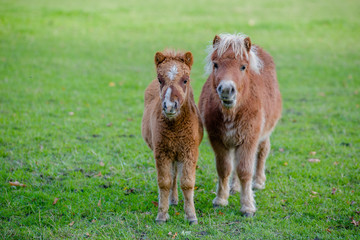 Fototapeta premium Shetland pony with Foal
