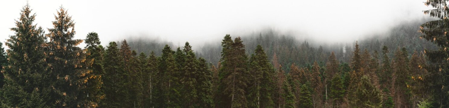 Panorama Forested mountain slope in low lying cloud with the evergreen conifers with telecabin passing shrouded in mist in a scenic landscape view