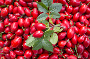Ripe rosehip