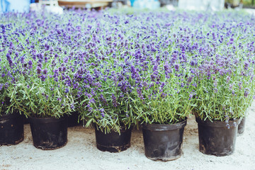 Many lavender in pots in flower shop. Fresh lavender at the market, flower shop