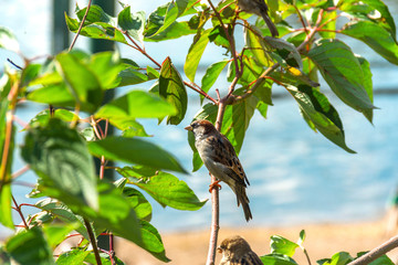 Sparrow sitting on a branch