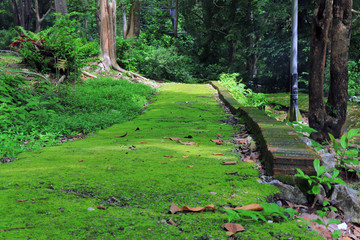 Natural green grass pathway in the park.