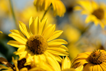 Bright yellow Rudbeckia flowers in a summer garden lit by the sun close-up