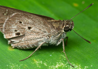 Macro Photo of Little Brown Butterfly on Green Leaf