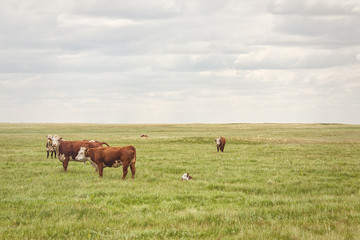 cows on a pasture