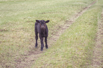 grazing in a field