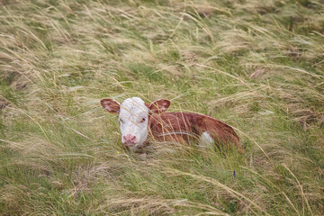 cow in the field