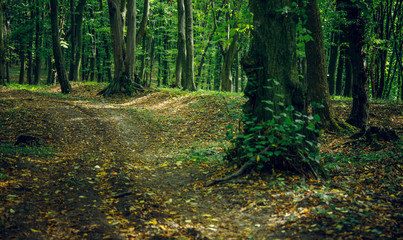 Obraz premium early autumn park in September scenic landscape view of lonely ground trail with falling leaves cover 