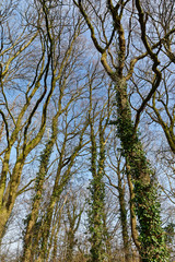 Stieleichenwald im Herbst