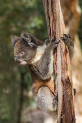 Koala Hugs