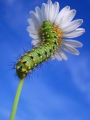flower field nature landscape casio 