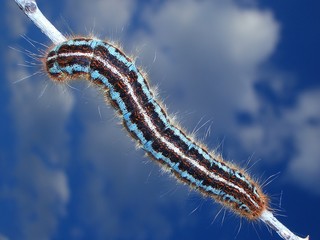 croatia flash sky bug macro closeup