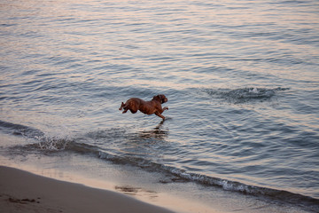 dog playing and jumping into the water