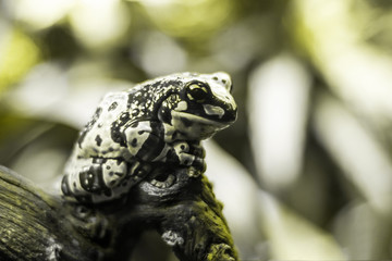 Australia grey tree frog on the stone.. Soft focus.