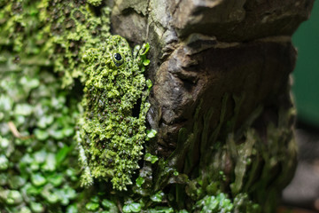 Vietnamese Mossy Frog camouflaged on the grass. Soft focus.