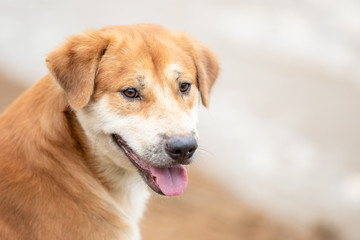 Brown dog (pure breeds or Thai breeds) sitting near the river