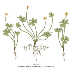 Sketch of Medicinal Herbs Set. Wood Sorrel (Oxalis acetosella) flowers drawings. Wild flower and heart-shaped leaves.  Hand Drawn Botanical Illustrations.Nature Vector.