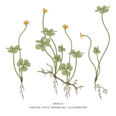 Sketch of Medicinal Herbs Set. Wood Sorrel (Oxalis acetosella) flowers drawings. Wild flower and heart-shaped leaves.  Hand Drawn Botanical Illustrations.Nature Vector.