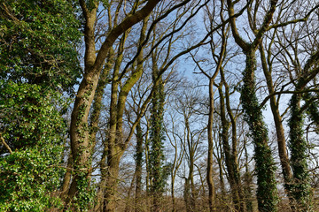 Stieleichenwald im Herbst