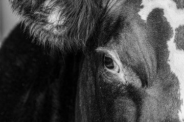 Monochrome close up of beef heifer