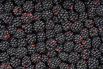 Background from fresh blackberries, close up. Lot of ripe juicy wild fruit raw berries lying on the table