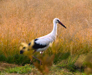 Ciconia ciconia der weiß Storch