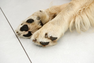 dog paw from golden retriever lying on white tile