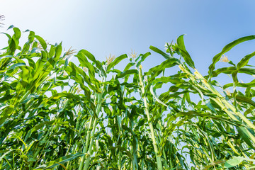 Obraz premium Young green corn field, Row of corn plantation near sliding soil texture after flooding.