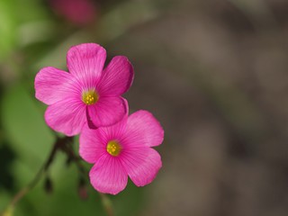 Obraz premium カタバミの花のアップ