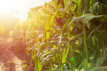 Green corn field, Row of corn plantation in Thailand
