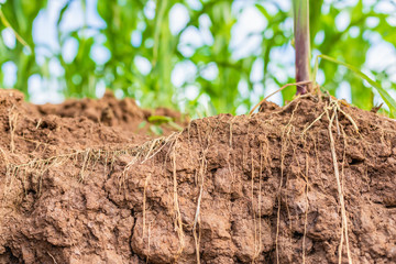 Root of young corn in field and texture of soil. Environment concept