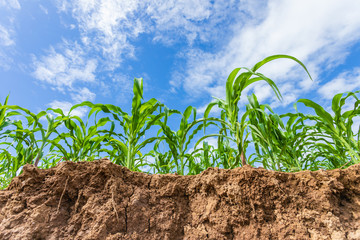 Young green corn field, Row of corn plantation near sliding soil texture after flooding.