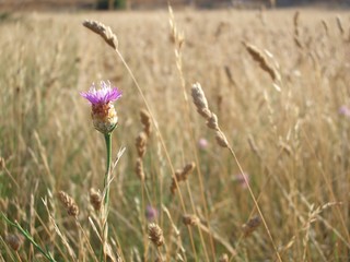 Obraz premium flower field nature landscape casio