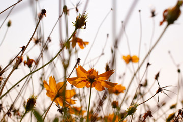 Beautiful Yellow cosmos flowers blooming at sunlight, Vintage tone.