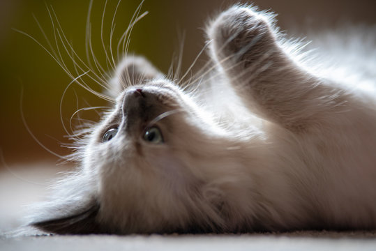 Heilige Birma Ragdoll Mix junges Kitten f&uuml;hlt sich wohl und liegt auf dem R&uuml;cken 