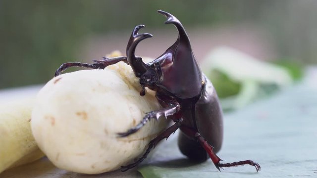 Siamese rhinoceros beetle or Fighting beetle eating banana