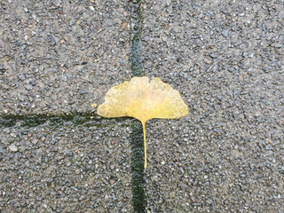 leaf of a Ginko biloba or Maidenhair tree laying on the wet sidewalk