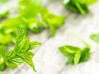 Harvesting fresh mint leaves in the garden