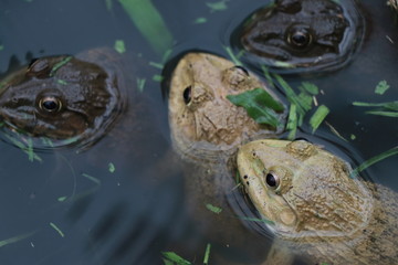 Golden frog