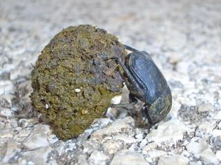 macro close up insect  casio shit